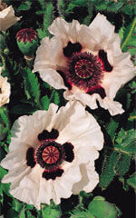 Poppy Oriental Checkers  OSC Seed