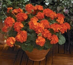 Geranium Maverick Orange OSC Seed