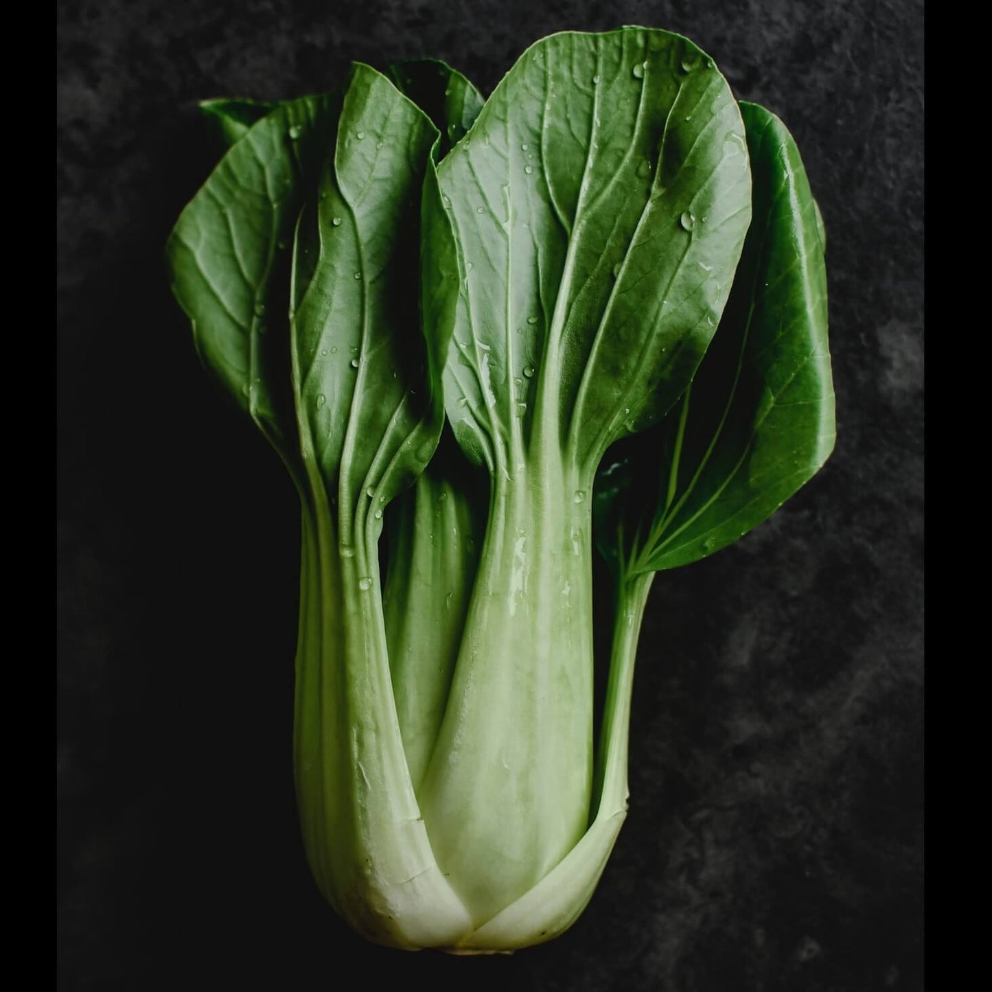 Cabbage Chinese Pak Choi OSC Seed