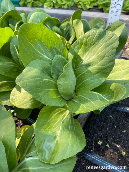 Pak Choi Baby Green Fortune