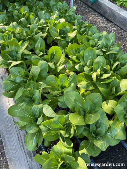 Pak Choi Baby Green Fortune