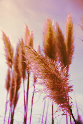 Ornamental Grass Pampus Plume Pink OSC Seed