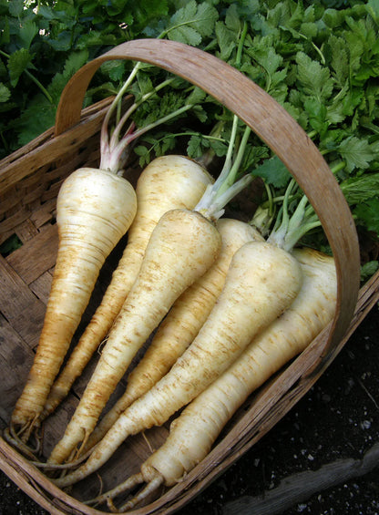 Parsnips English Savour
