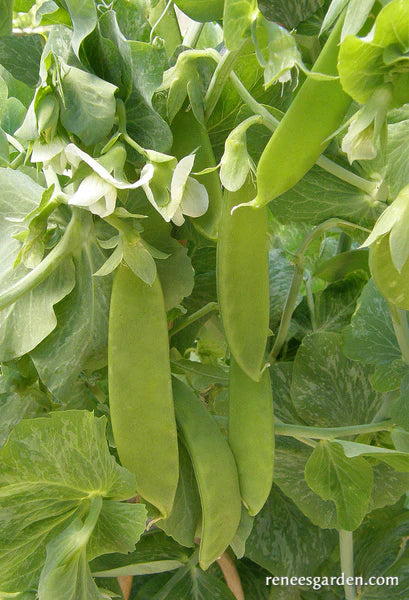 Pea Oregon Giant Snow Pea