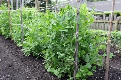 Snow Pea Oregon Sugar Pod II Jumbo Pack OSC Seed