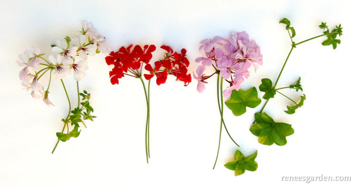 Pelargonium Fancy Pants