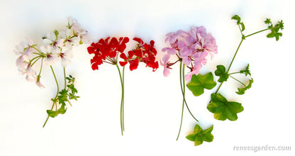 Pelargonium Fancy Pants