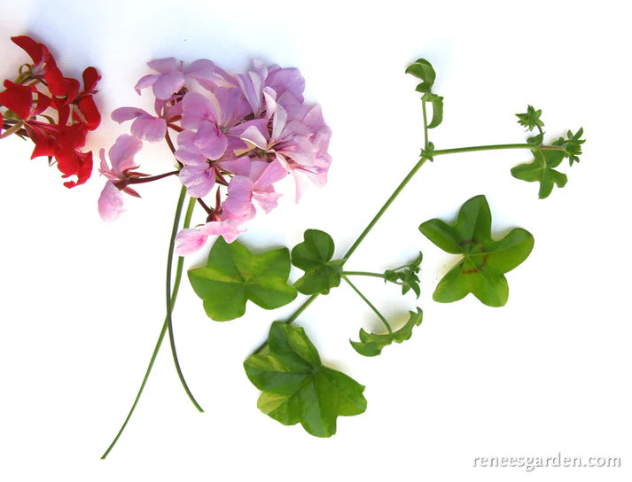 Pelargonium Fancy Pants