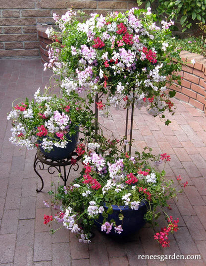 Pelargonium Fancy Pants