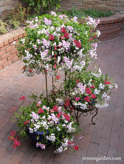 Pelargonium Fancy Pants