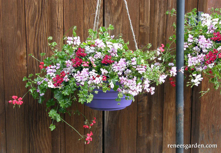 Pelargonium Fancy Pants