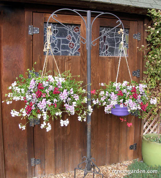 Pelargonium Fancy Pants