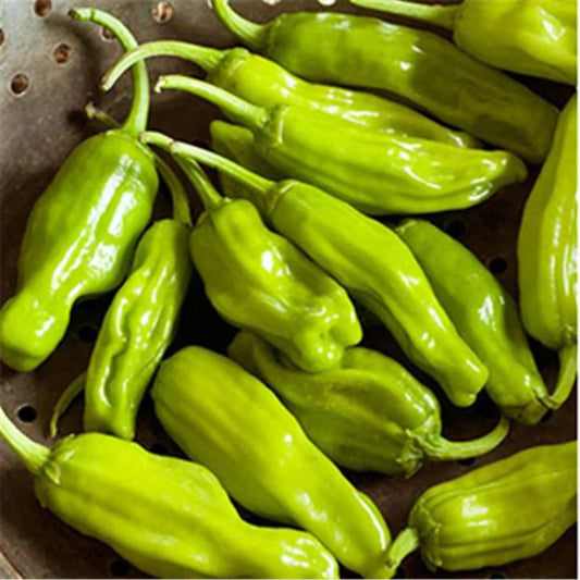 Pepper Pepperoncini MIgardener Seed