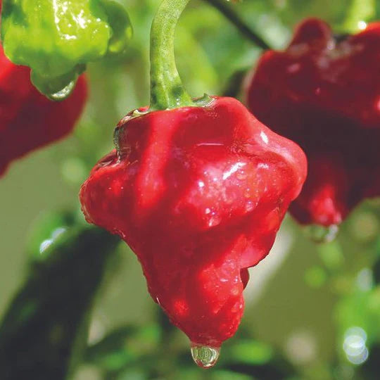 Pepper Mushroom Red MIgardener Seed