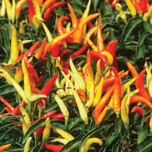 Pepper Fire & Ice MIgardener Seed