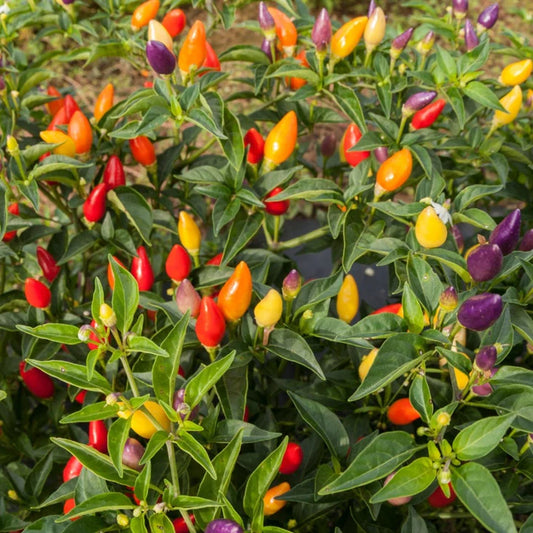 Pepper Firecracker Ornamental MIgardener Seed