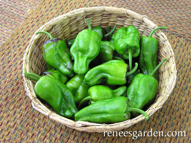 Pepper Spanish Padron