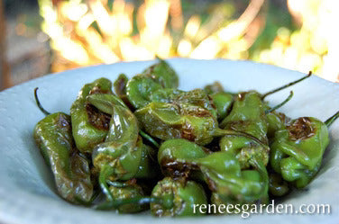 Pepper Spanish Padron