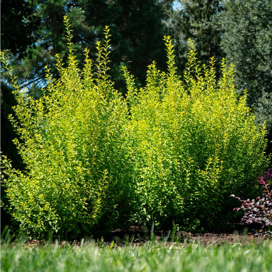 Ninebark Cougar Cub 2G