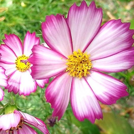 Cosmo Picotee MIgardener Seed