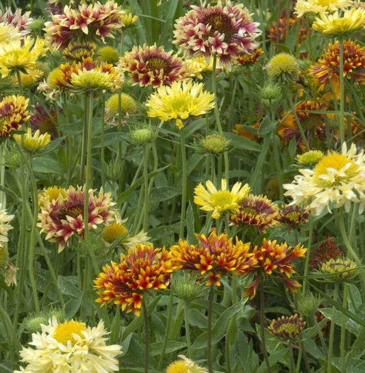 Gaillardia Picta Double Mix  OSC Seed