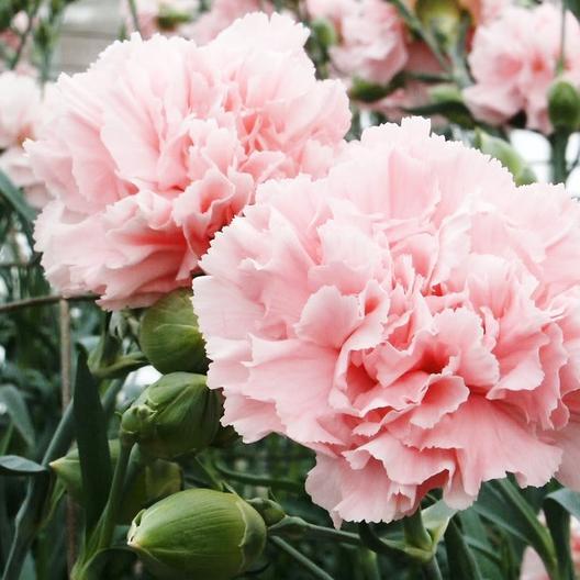 Carnation La France MIgardener Seed