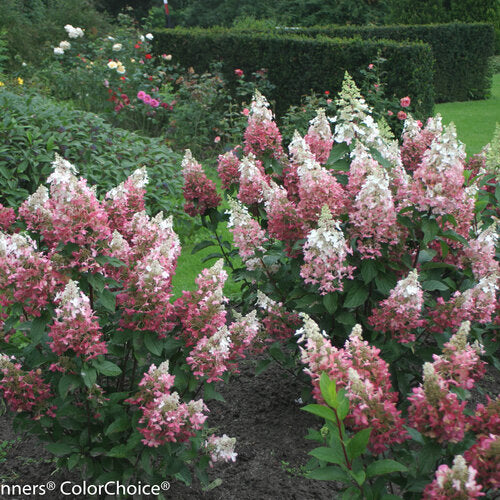 Hydrangea Pinky Winky Prime 2G