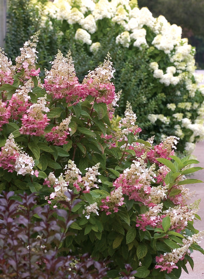 Hydrangea Pinky Winky Prime 2G