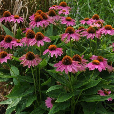 Coneflower Purple Pow Wow Wildbberry OSC Seed