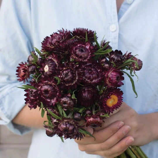 Strawflower Purple MIgardener Seed