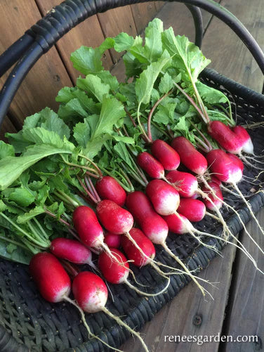 Radish French Breakfast Petit Dejeuner