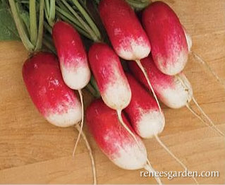 Radish French Breakfast Petit Dejeuner