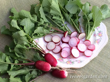 Radish French Breakfast Petit Dejeuner