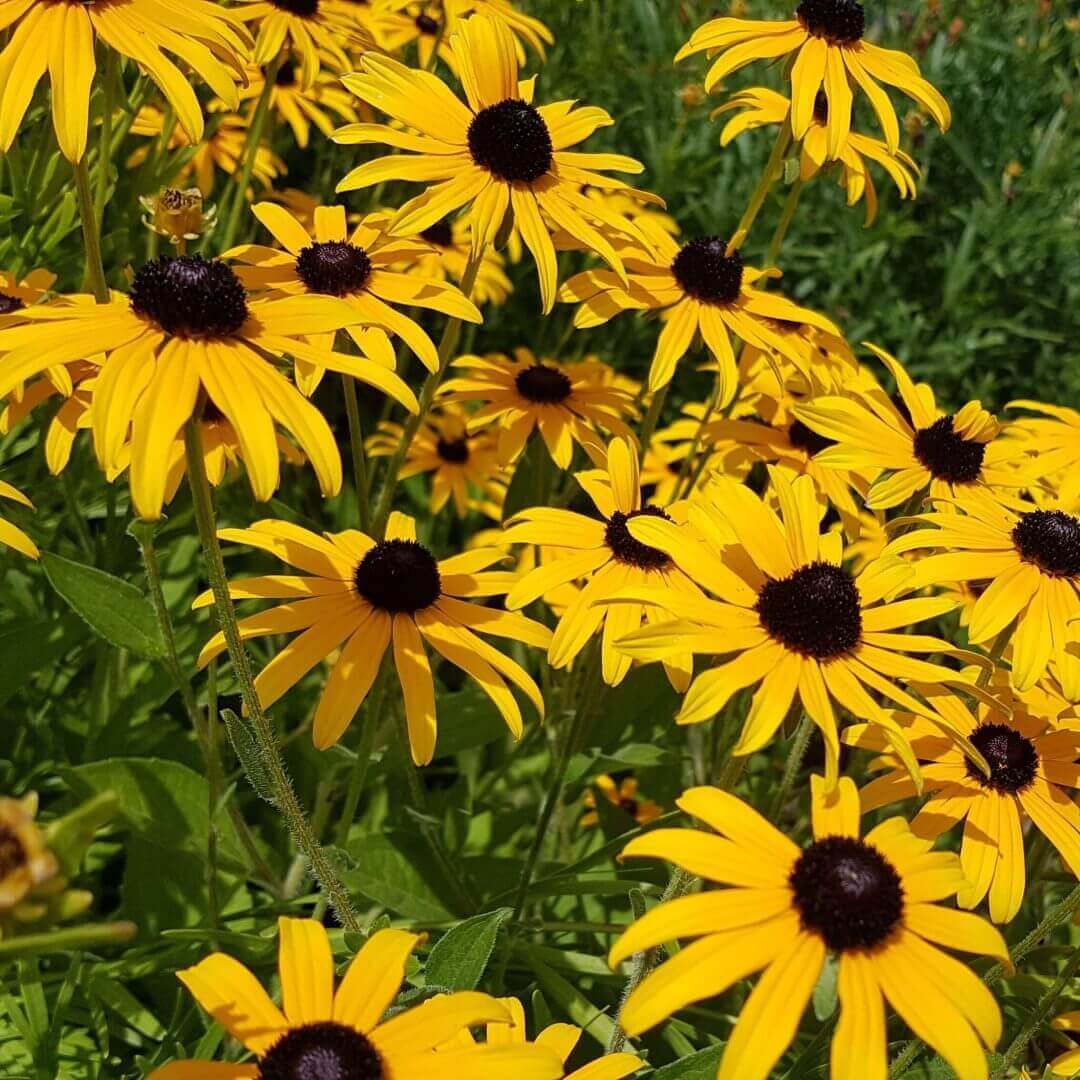 Rudbeckia Black Eyed Susan OSC Seed