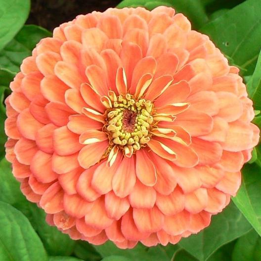 Zinnia Salmon  MIgardener Seed