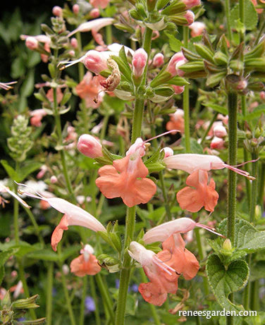 Salvia Hummingbird Coral Nymph