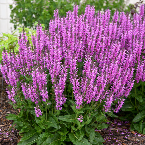 Salvia Back to the Fuschia 1G