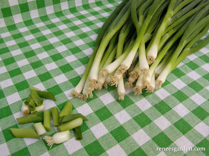 Onion Scallions Salad Parade