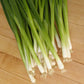 Scallions Salad Parade