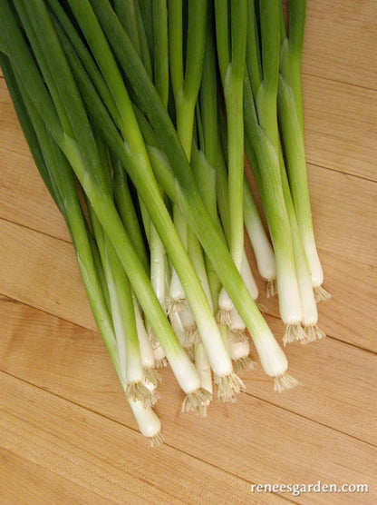 Onion Scallions Salad Parade