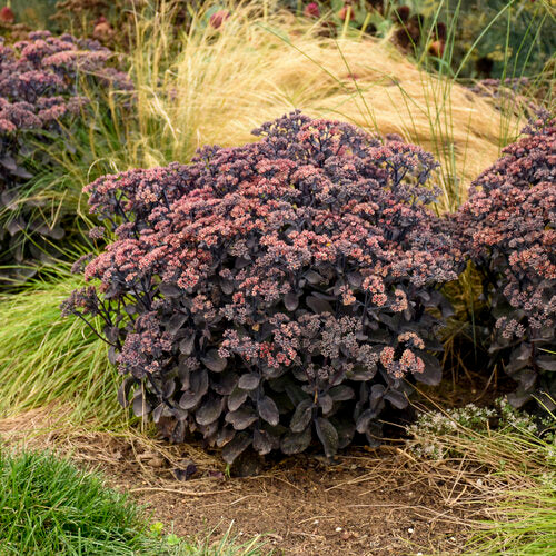 Sedum Back in Black Stonecrop 1G