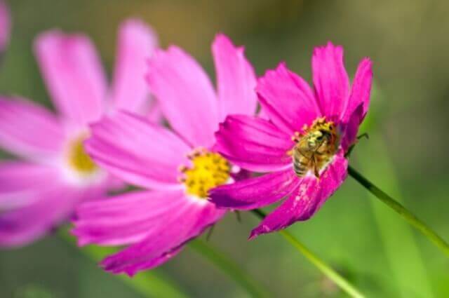 Cosmos Sensation Pink OSC Seed