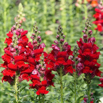 Snapdragon Defiance MIgardener Seed