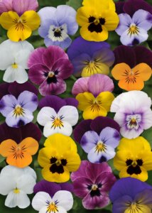 Viola Sorbet Spring  OSC Seed