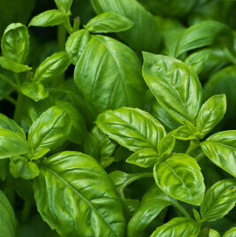 Basil Sweet Organic OSC Seed