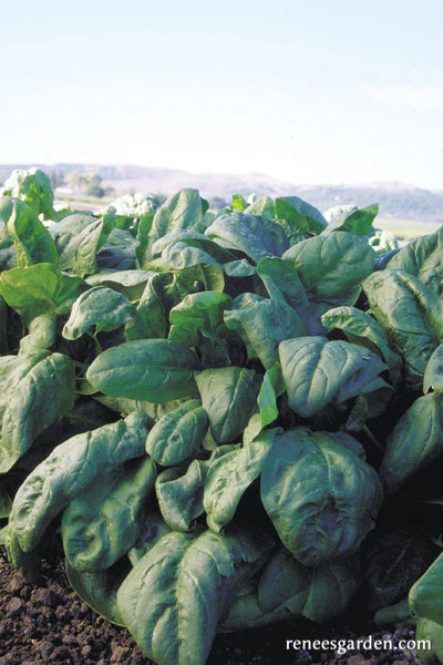 Spinach Japanese Oriental Giant