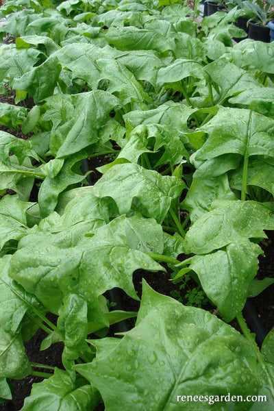 Spinach Japanese Oriental Giant