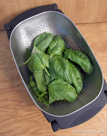 Spinach Longstanding Summer Perfection