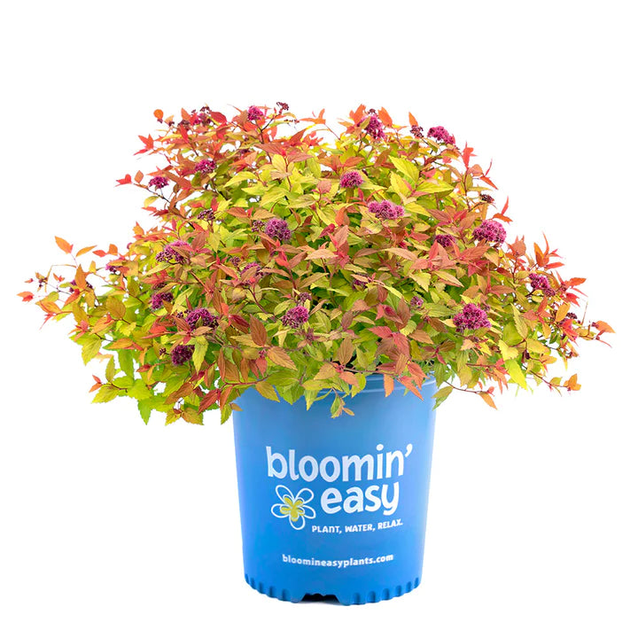 Spirea Rainbow Fizz 2G