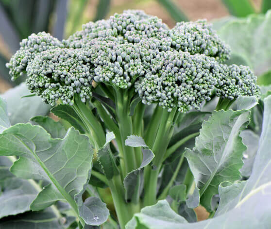 Broccoli Green Sprouting Organic OSC Seed